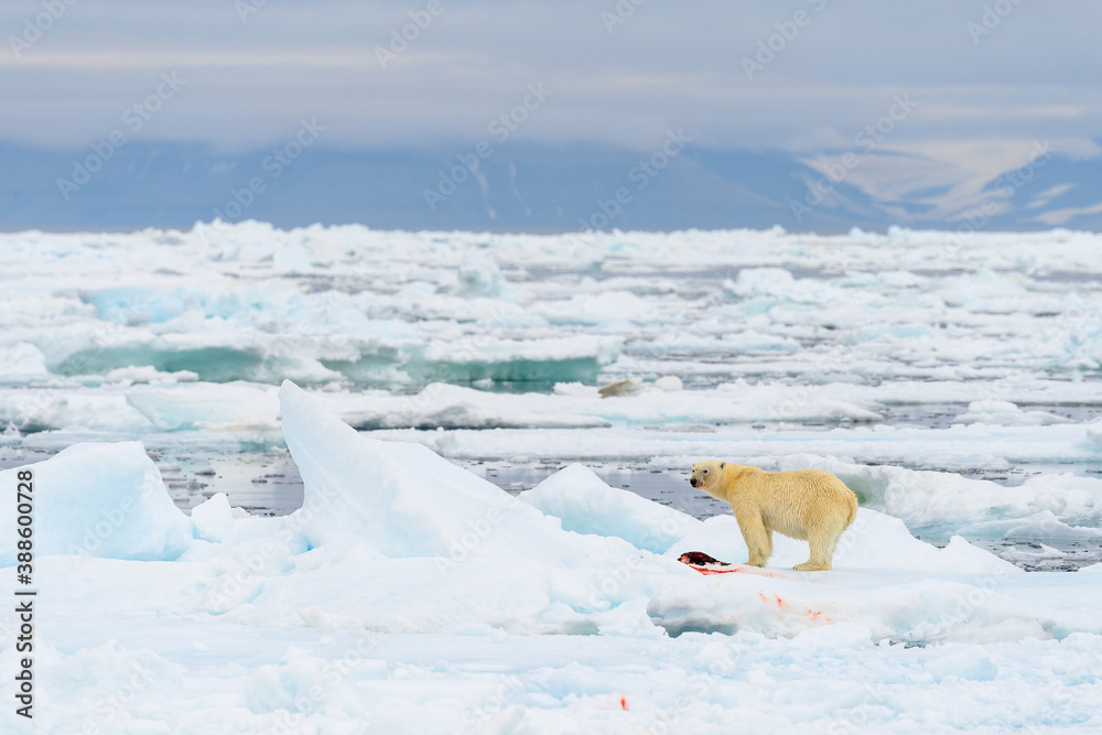 Male polar bear (Ursus maritimus), with seal prey, Svalbard, Norway Male polar bear (Ursus maritimus), with seal prey, Svalbard, Norway