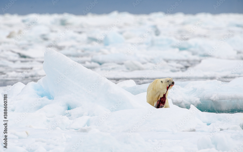 Naklejka premium Male polar bear (Ursus maritimus), with seal prey, Svalbard, Norway