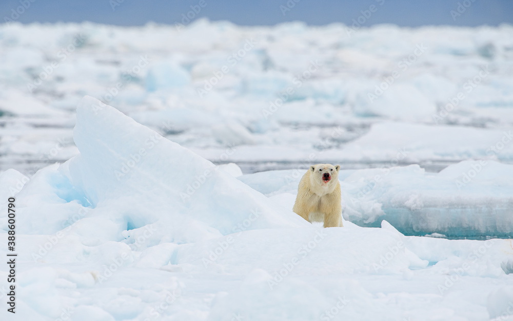 Male polar bear (Ursus maritimus), with seal prey, Svalbard, Norway Male polar bear (Ursus maritimus), with seal prey, Svalbard, Norway