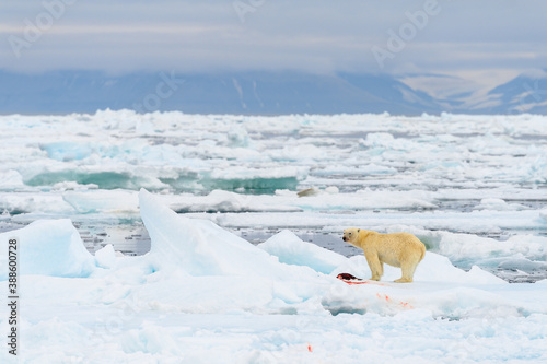 Male polar bear (Ursus maritimus), with seal prey, Svalbard, Norway