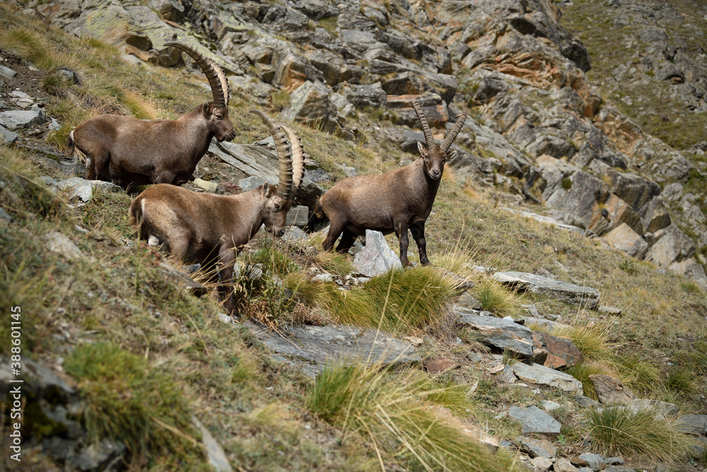 Alpine ibex group walking through an autumn mountain meadow