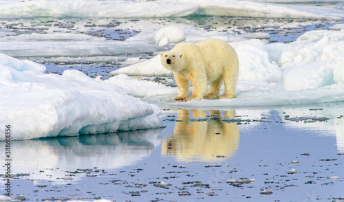 Blood stained polar bear (Ursus maritimus), Svalbard, Norway photo