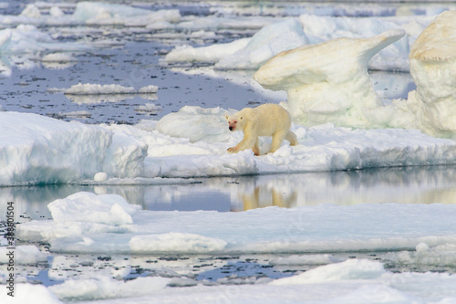 Blood stained polar bear  Ursus maritimus   Svalbard  Norway