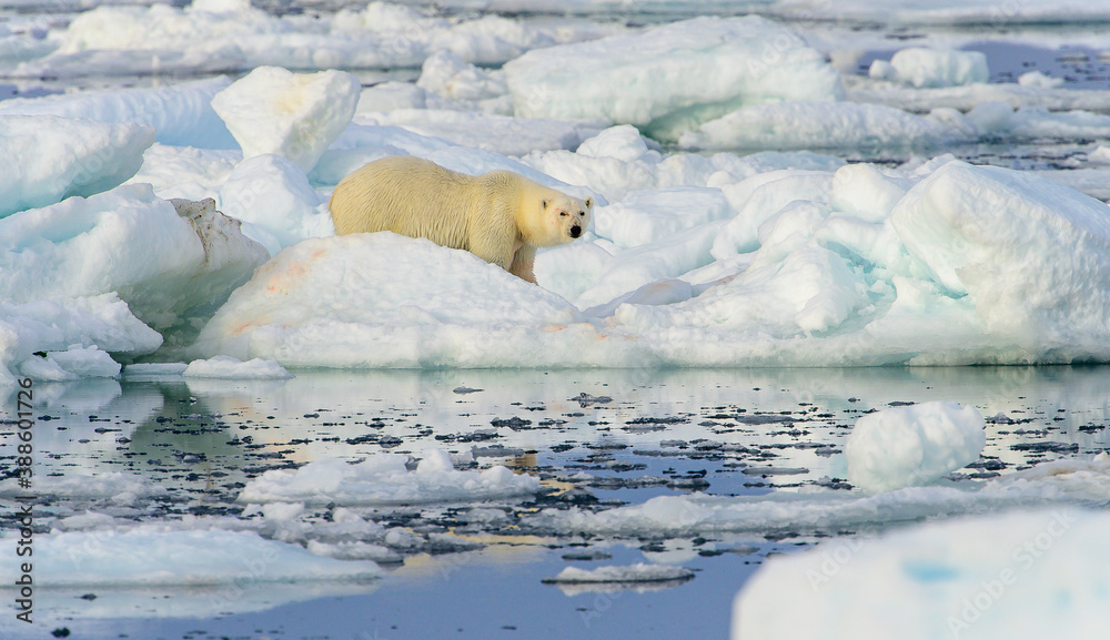 Naklejka premium Blood stained polar bear (Ursus maritimus), Svalbard, Norway