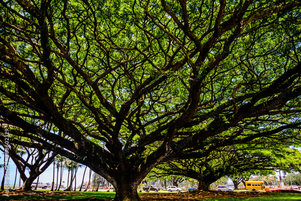 Monkeypod trees in Hawaii