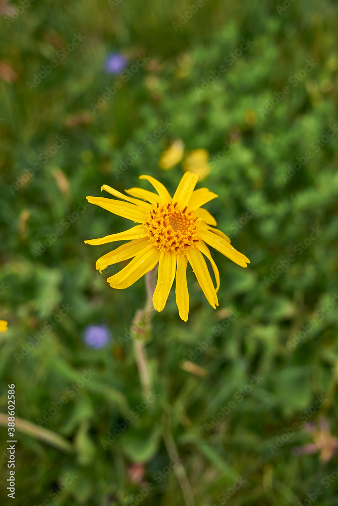Arnica montana Arnica montana