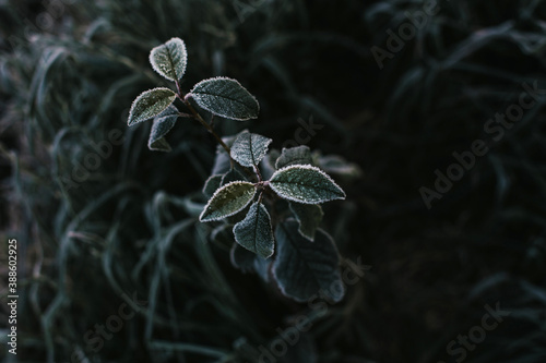 photo of frozen leaves. Freezing. Selective focus. Autumn photo of a tree covered with hoarfrost.