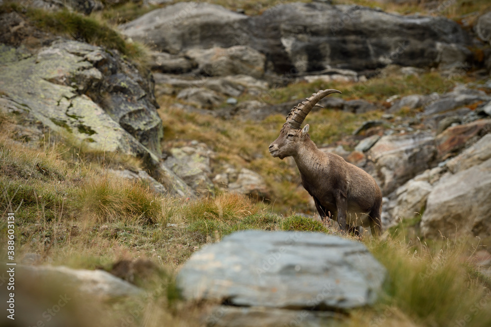 Alpine ibex walking through a meadow Alpine ibex walking through a meadow