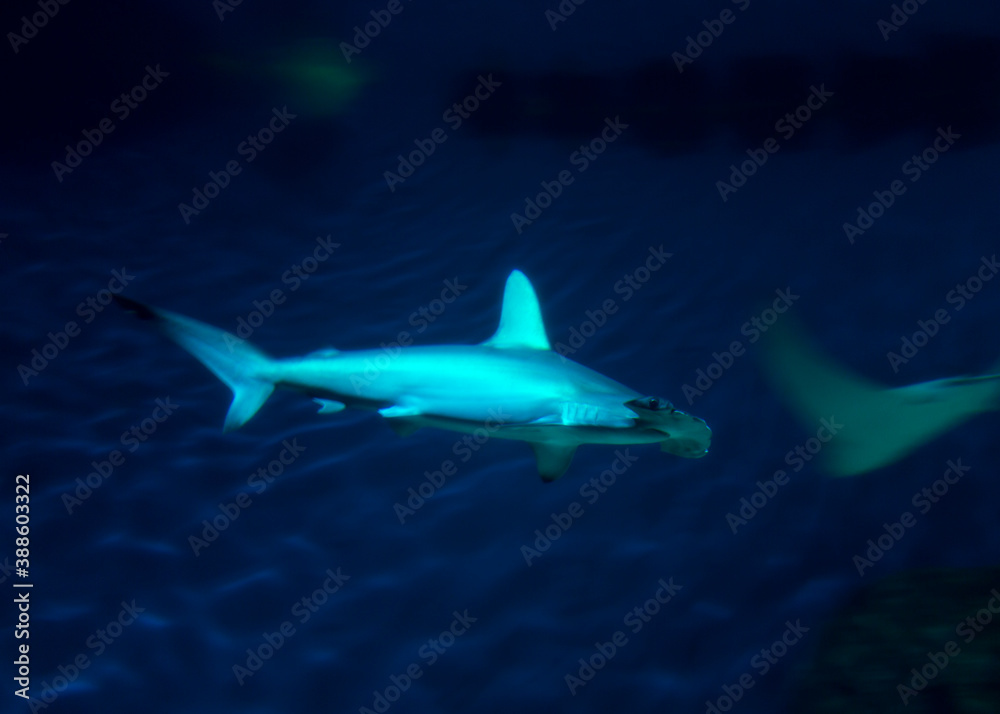 Fototapeta premium Great hammerhead (Sphyrna mokarran), Den Ba Planet Acuarium, Copenhagen, Denmark, Europe