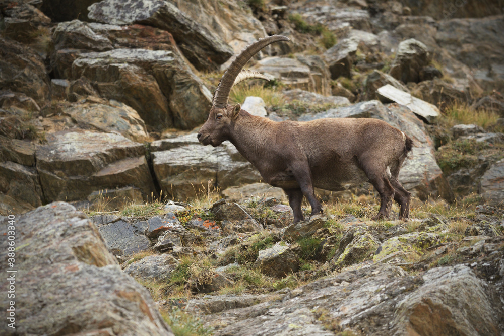 Alpine ibex staying on a rock