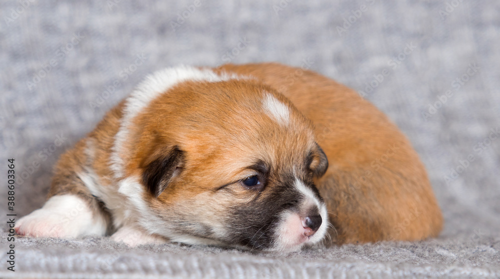 newborn puppy welsh corgi pembroke