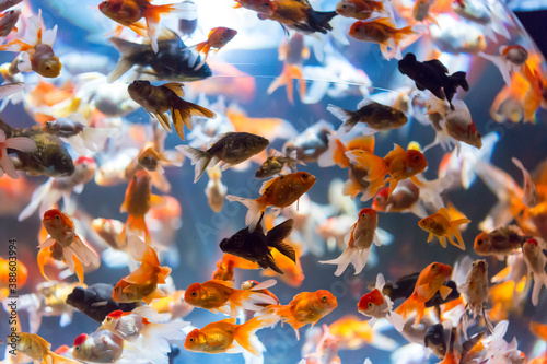 金魚の群れ photo