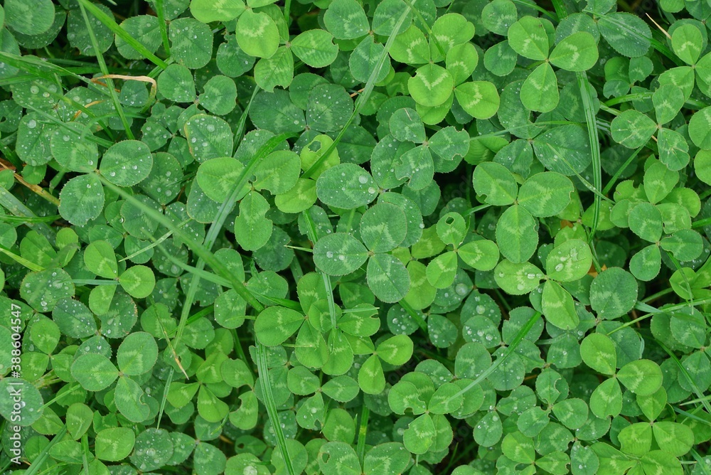 vegetative natural green tbackground of clover and grass on nature vegetative natural green tbackground of clover and grass on nature