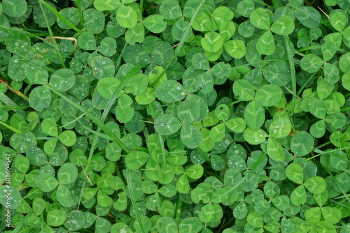 vegetative natural green tbackground of clover and grass on nature