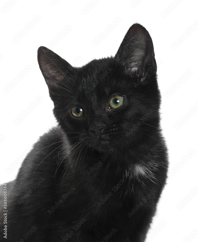 Close up cute young black kitty isolated on white background