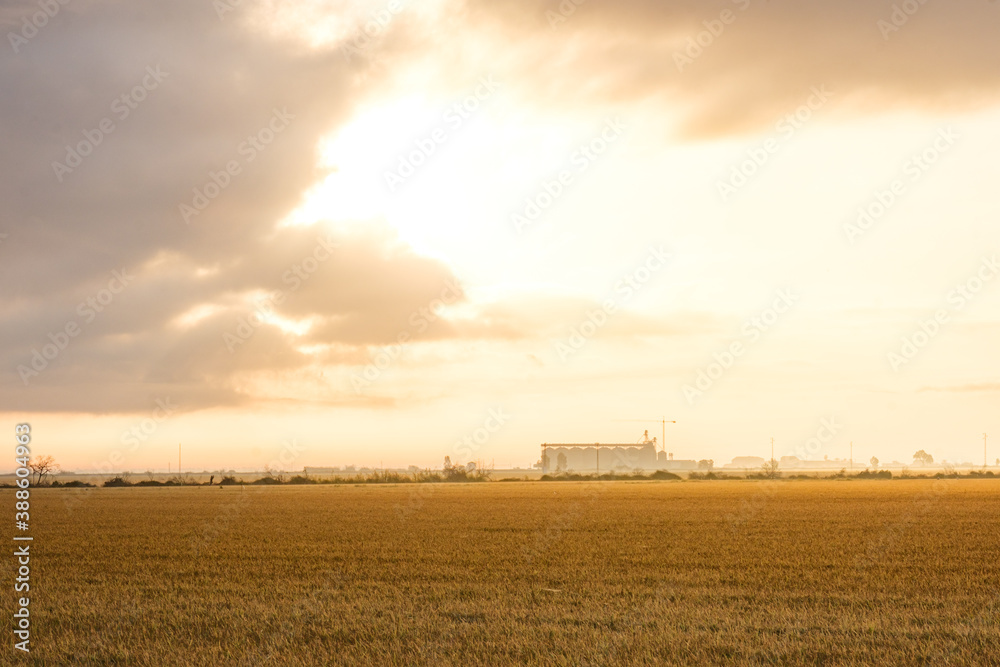 Fototapeta premium rice field in spain for collection