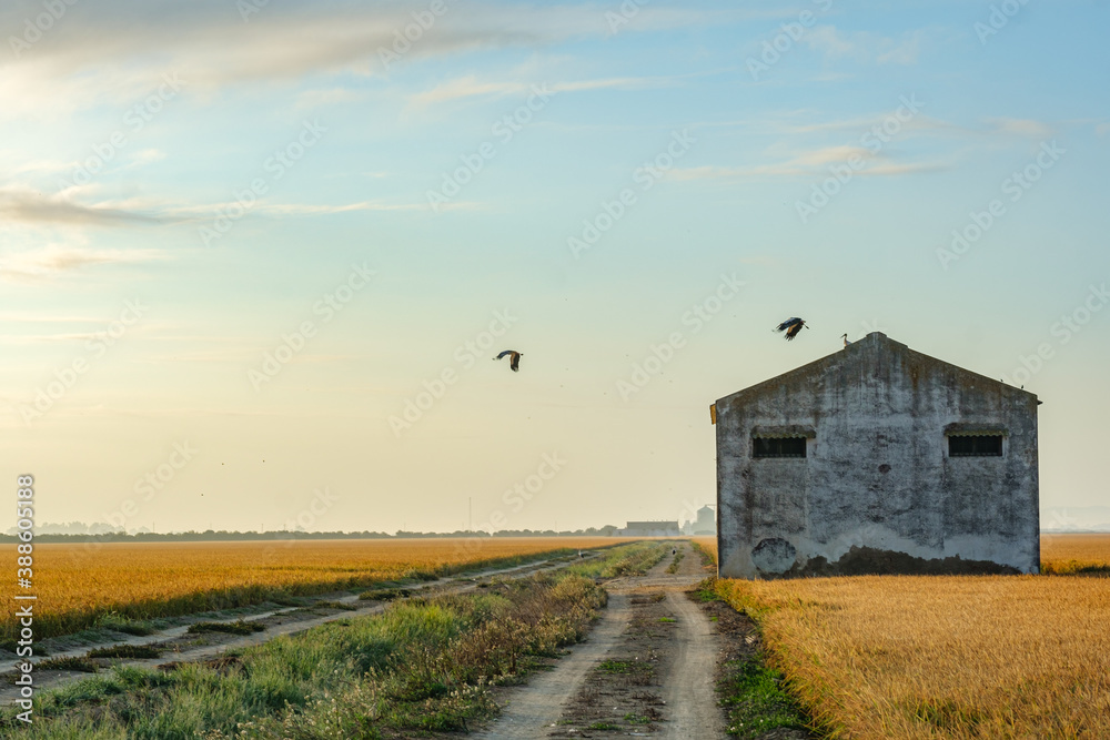 Fototapeta premium rice field in spain for collection