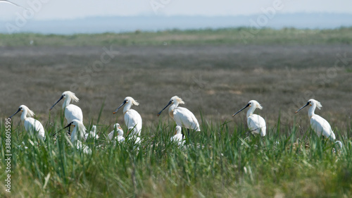 Fényképezés young spoonbills at nesting place on the uninhabited island of Rottumeroog