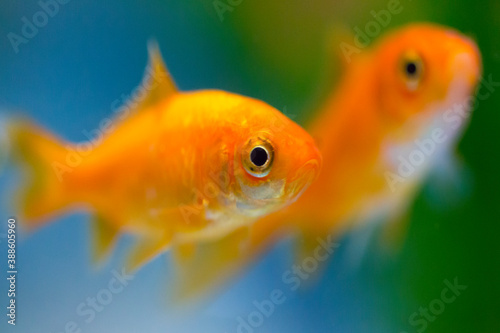 小赤金魚 © Paylessimages