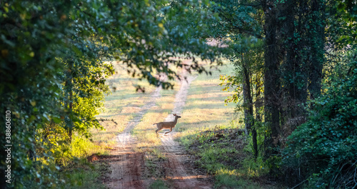 Running Deer