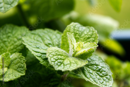 Close-up of minth leaves on the plant with the bright green colors