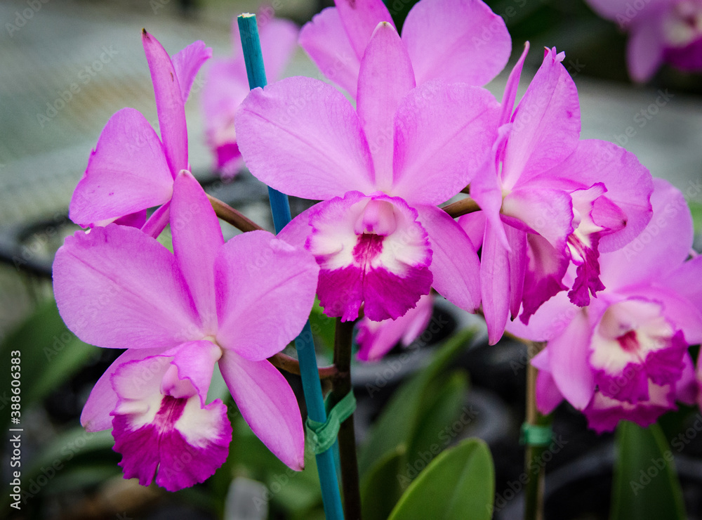 Cattleya Orchids Cattleya Orchids