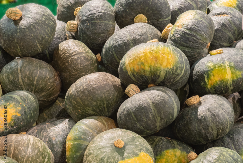 harvest time in october, organic ripe green pumpkins for sale at farmers market harvest time in october, organic ripe green pumpkins for sale at farmers market