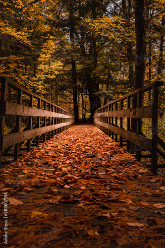 bridge path in autumn