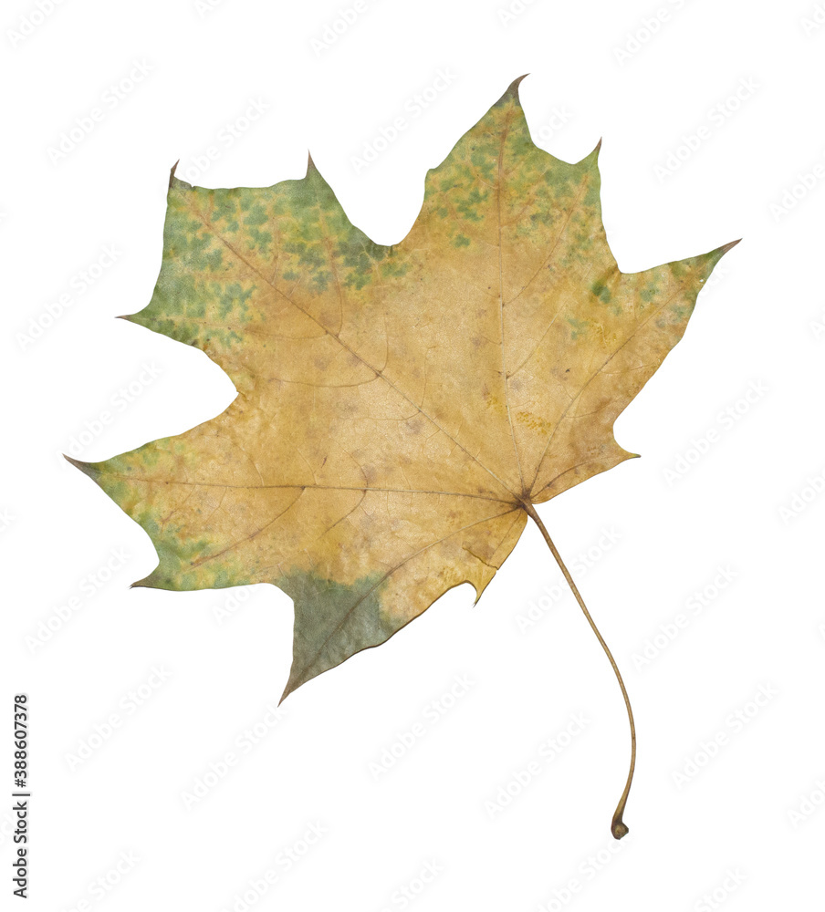 Fototapeta premium Autumn maple leaf on white background