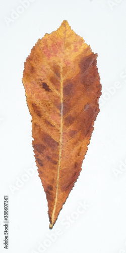 Autumn chestnut leaf on white background