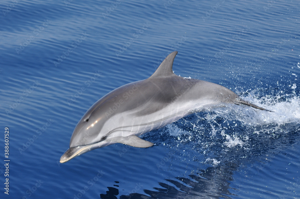 Fototapeta premium Striped Dolphin