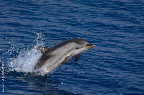 Striped dolphin