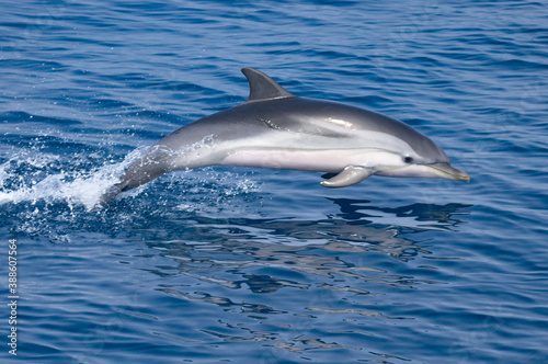 Striped dolphin © Xavier