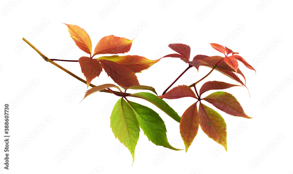 Parthenocissus twig with colorful autumn leaves Parthenocissus twig with colorful autumn leaves