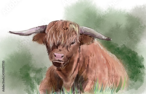 An ox with long set of hair