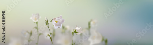 wild white flowers and green grass
