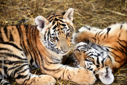 Tiger cubs playing, close-up portraits