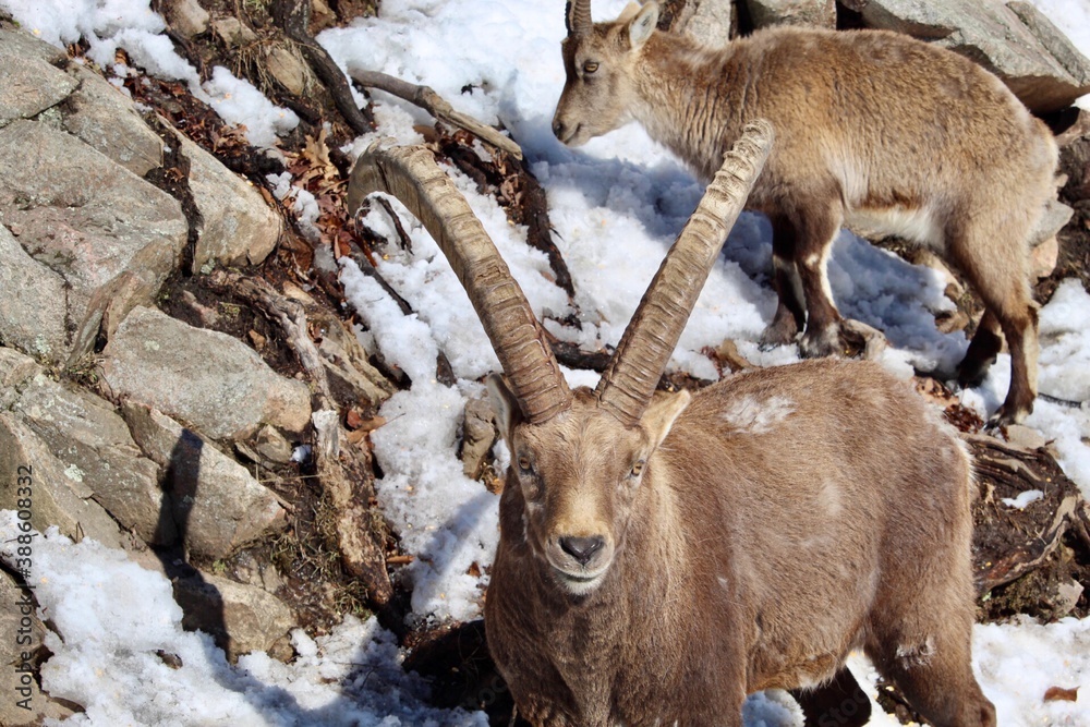 ibex on snow covered rock mountain