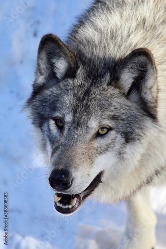 grey wolf closeup portrait in snow © Deb