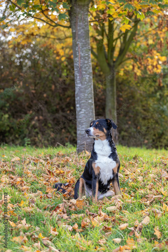 dog outdoors in the fall with colorful autumn leaves