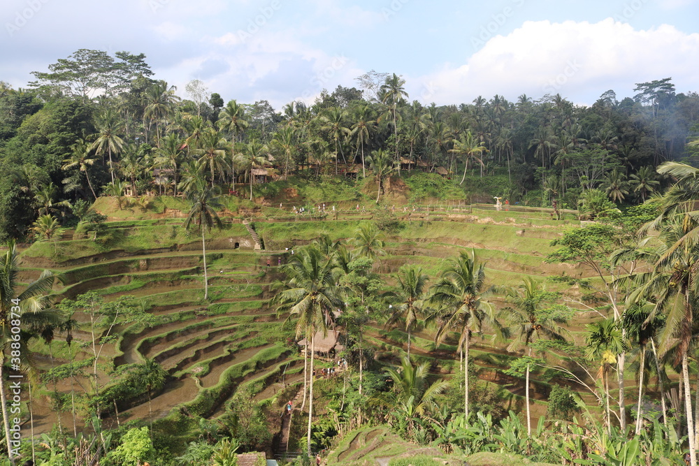 Obraz premium Jungle