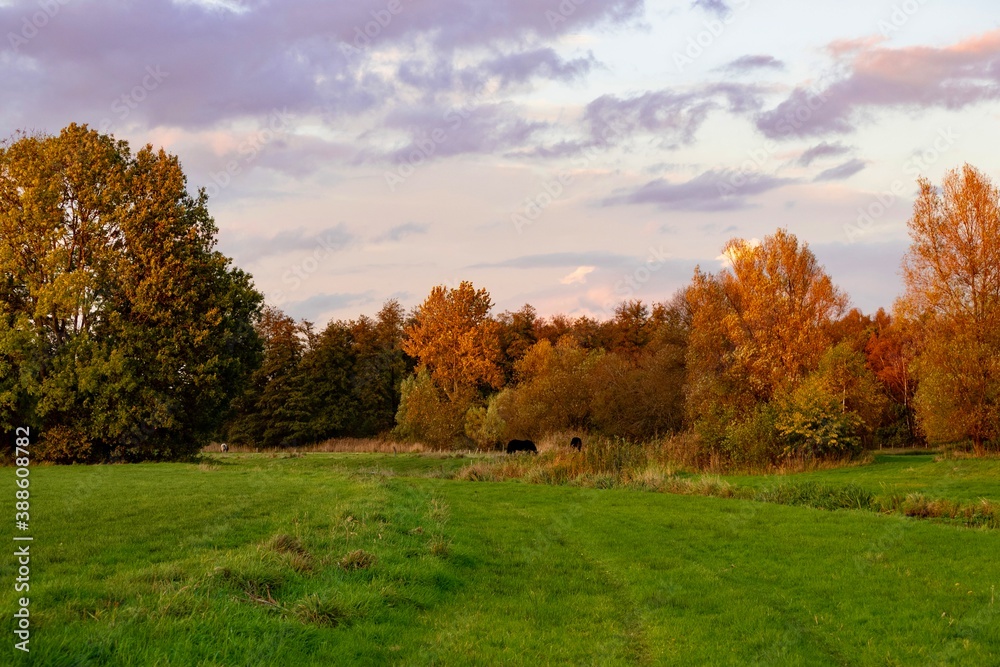 autumn landscape with trees