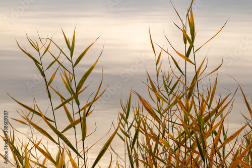 shoreline grasses patuxent river calvert county southern maryland usa