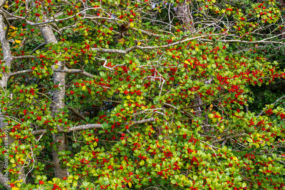 holly berries jefferson patterson park calvert county southern maryland usa