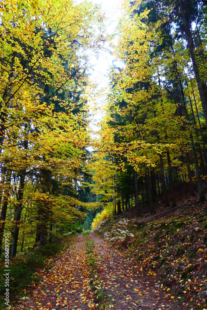 Obraz premium herbstliche Wanderwege