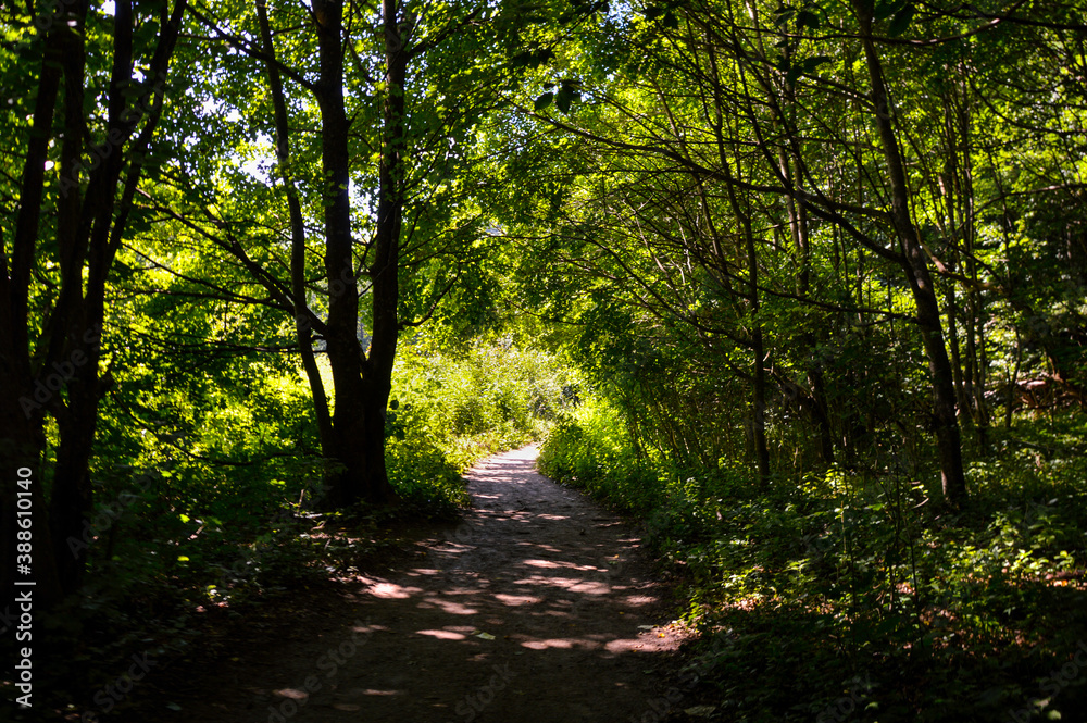 forest path with light at the and of it forest path with light at the and of it