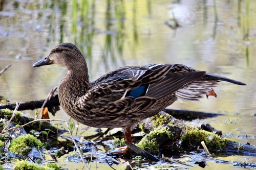 female mallard duck close up beside pond