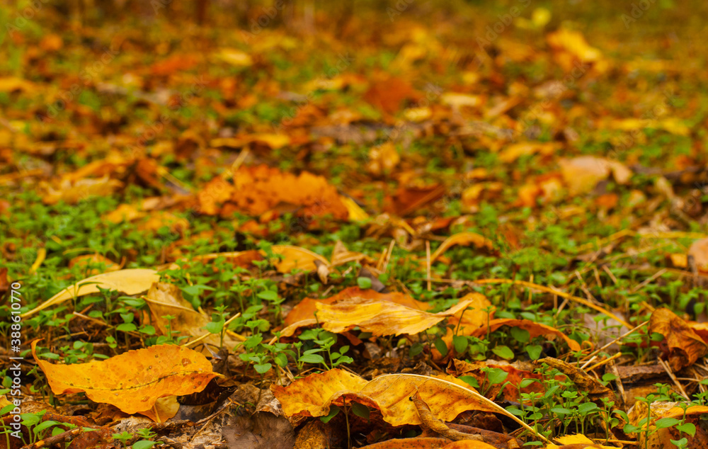 Dry yellow-brown fallen leaves on a background of green grass. Dry yellow-brown fallen leaves on a background of green grass.