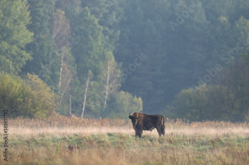 European bison from the Bialowieza forest. A herd of bison stays on the meadow. Poland wildlife during autumn. 