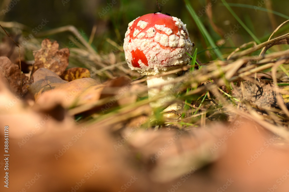 Amanita mushroom is lost among dry leaves. Amanita mushroom is lost among dry leaves.